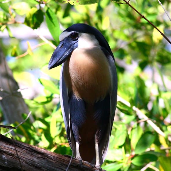 Observar aves en Barra de Navidad – COSTA DE OAXACA, AVENTURA Y ECOTURISMO